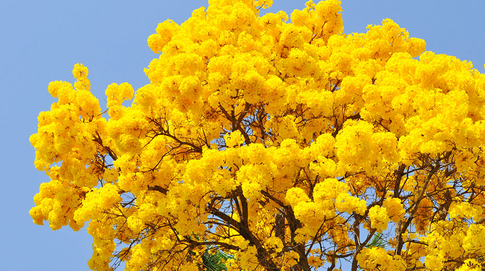 Floradas dos ipês-amarelos colorem a paisagem do município