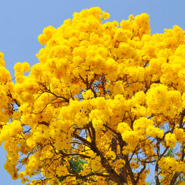 Floradas dos ipês-amarelos colorem a paisagem do município