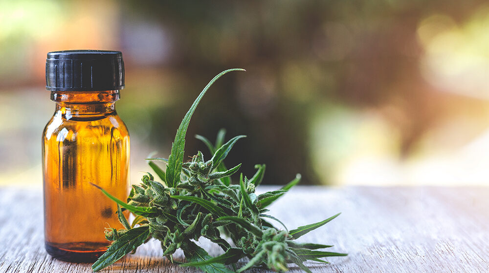 Anvisa libera dois produtos à base de cannabis para venda