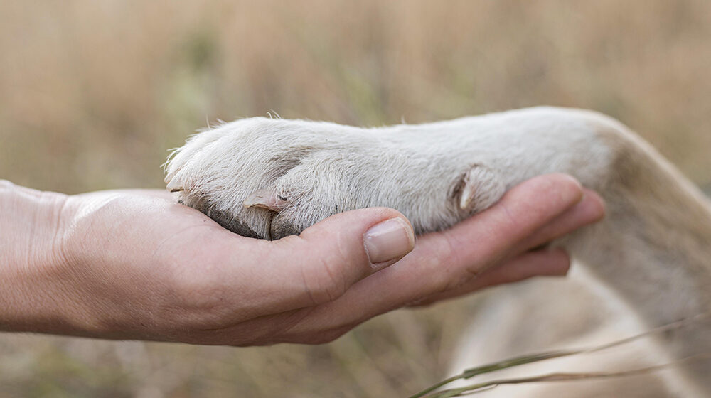 Sancionada lei que cria programa de proteção a animais domésticos