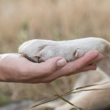 Sancionada lei que cria programa de proteção a animais domésticos