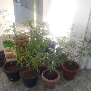 Plantação de maconha é encontrada pela Polícia Civil