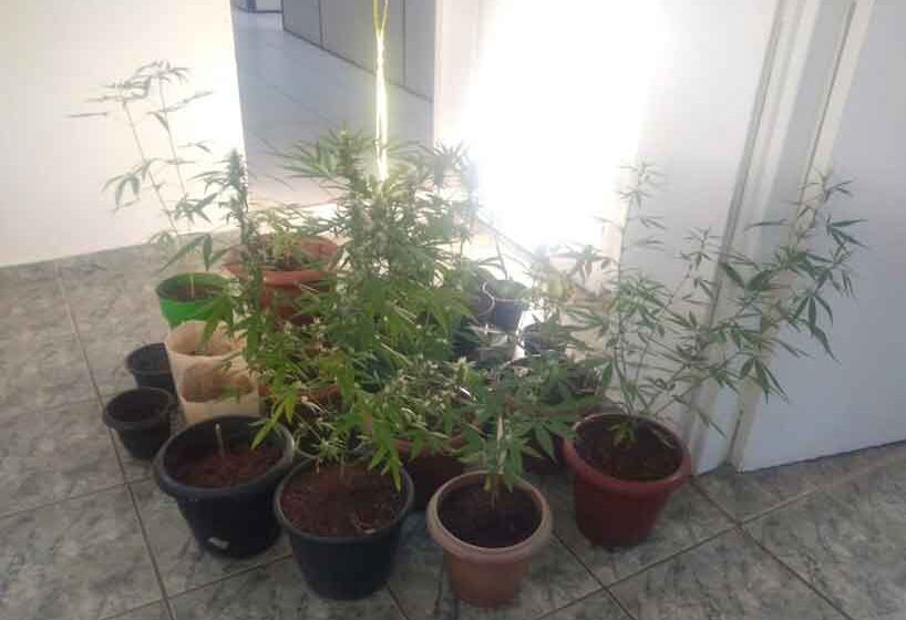 Plantação de maconha é encontrada pela Polícia Civil