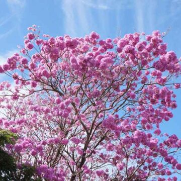 Frentes frias antecipam florada do Ipê roxo