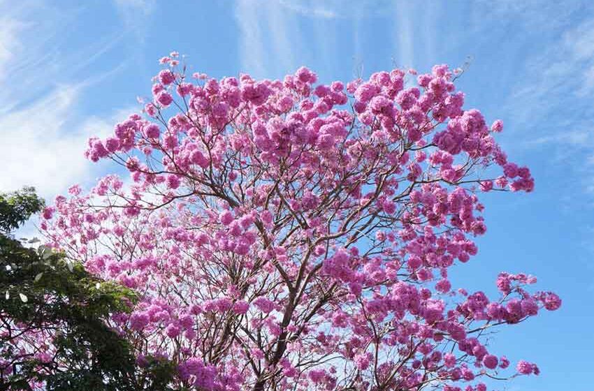 Frentes frias antecipam florada do Ipê roxo