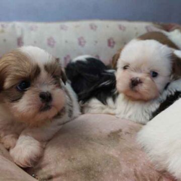 Homem furta filhotes e é detido vendendo os cachorros