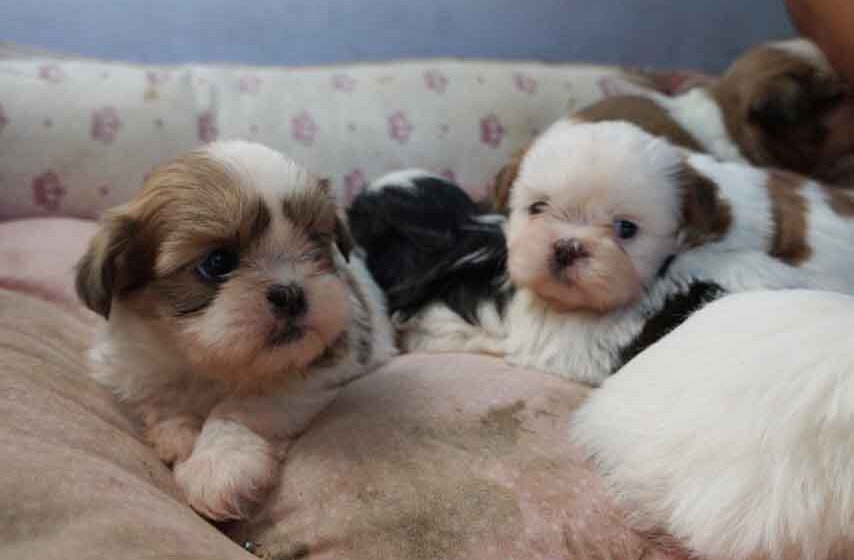 Homem furta filhotes e é detido vendendo os cachorros