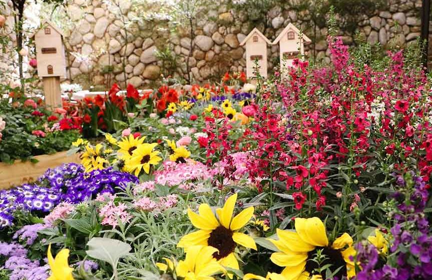 Expoflora começa nessa sexta em Holambra