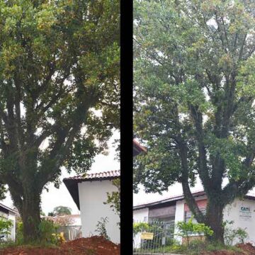 Árvore na Padre Ferraz com 80 anos recebe “sentença de morte”