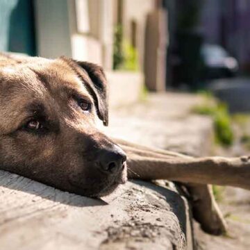 Dezembro Verde reforça a importância do respeito e cuidado com os animais