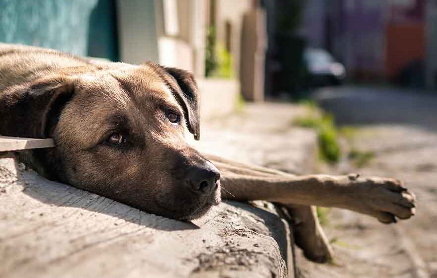 Dezembro Verde reforça a importância do respeito e cuidado com os animais