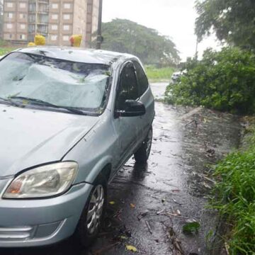 Árvore cai e atinge carro que trafegava na Lions Club