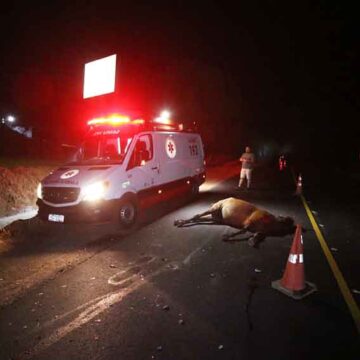 Motociclista fica ferido e cavalo morre após colisão na Itapira/Guaçu