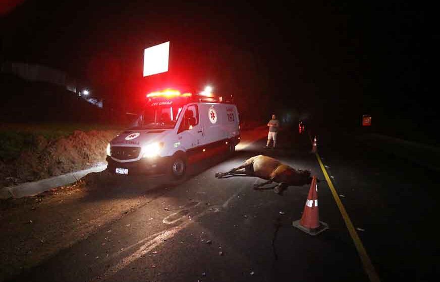 Motociclista fica ferido e cavalo morre após colisão na Itapira/Guaçu