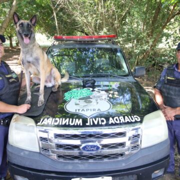 Canil da GCM apreende mais de 300 porções de drogas