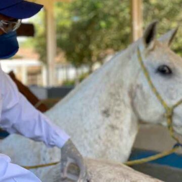 Governo Federal passa a exigir chipagem em cavalos e muares