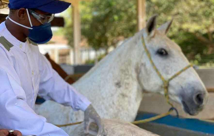 Governo Federal passa a exigir chipagem em cavalos e muares