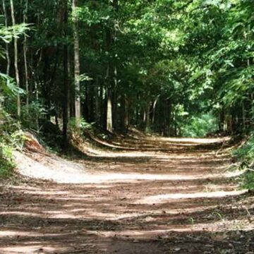 Horto Florestal de Mogi Mirim é reaberto para visitação