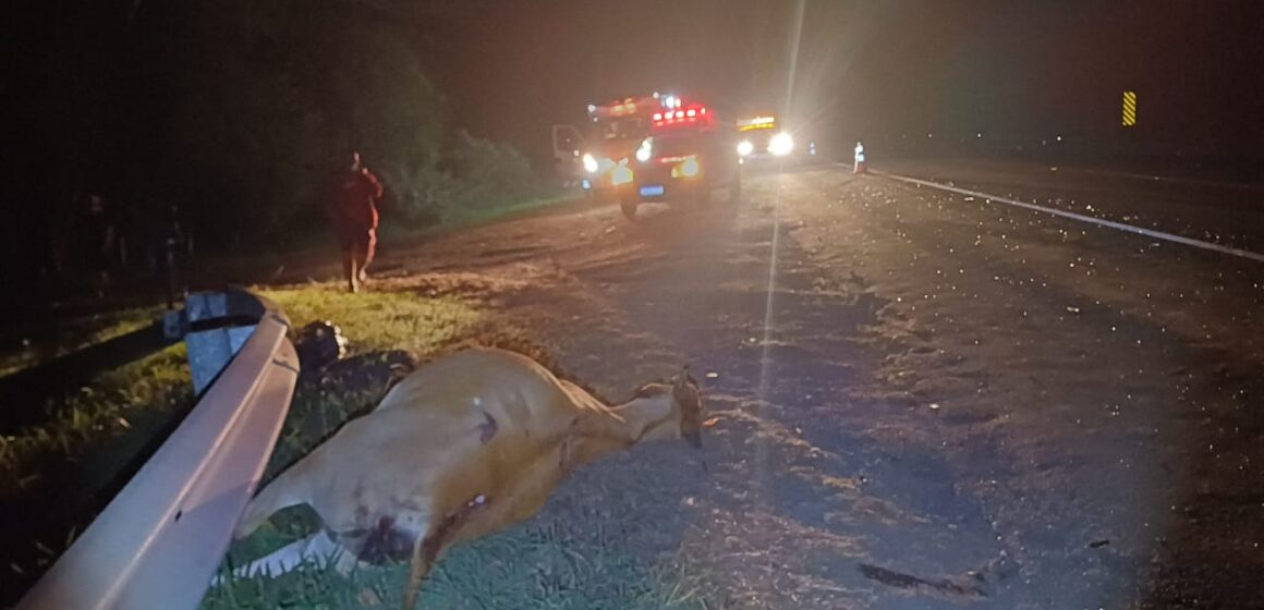 Animal na pista provoca acidente na Itapira/Jacutinga