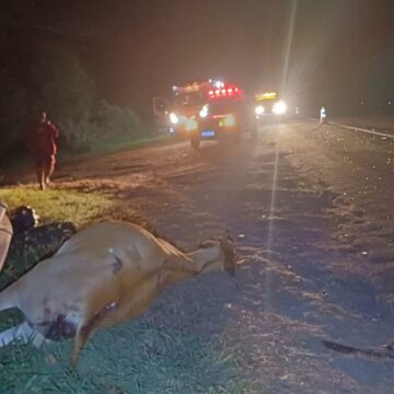 Animal na pista provoca acidente na Itapira/Jacutinga