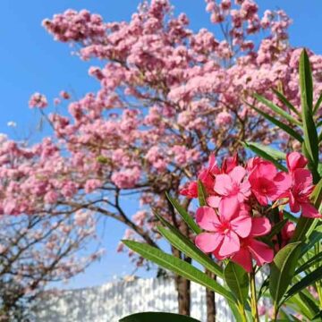 Primavera tem início prometendo calor “infernal”