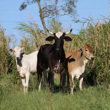 Agro: rebanhos em Itapira se aproximam dos 400 mil animais