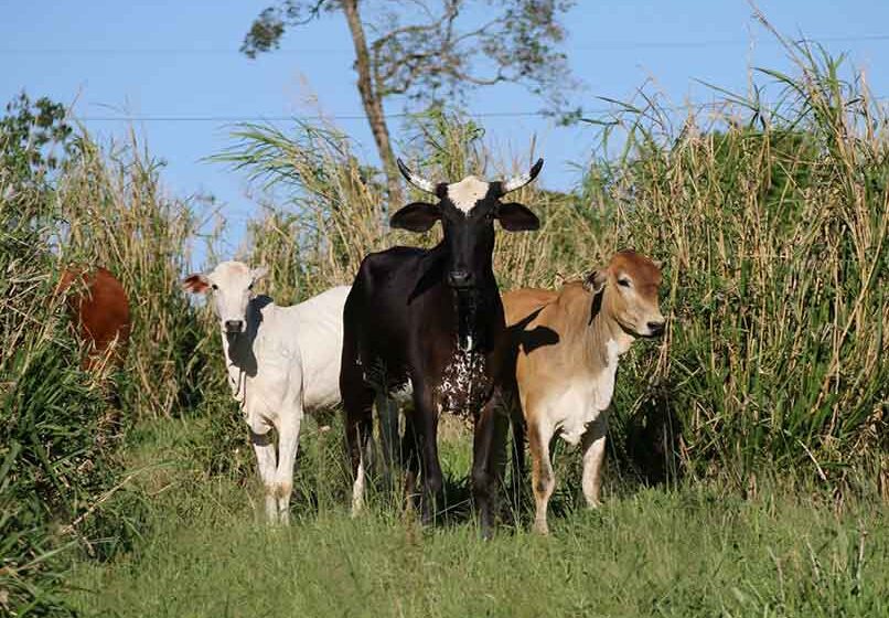 Agro: rebanhos em Itapira se aproximam dos 400 mil animais