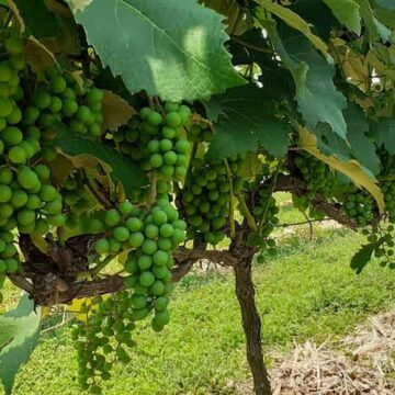 Itapira na expectativa de receber investimentos e entrar na “rota do vinho”