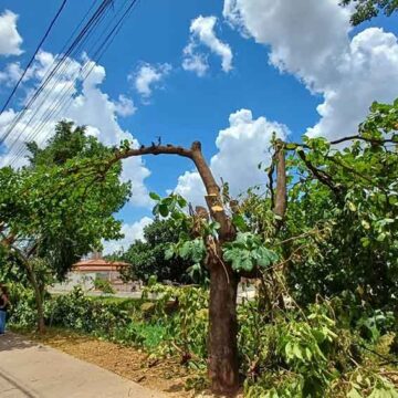 Moradores do Nosso Teto protestam contra poda “radical” em árvores