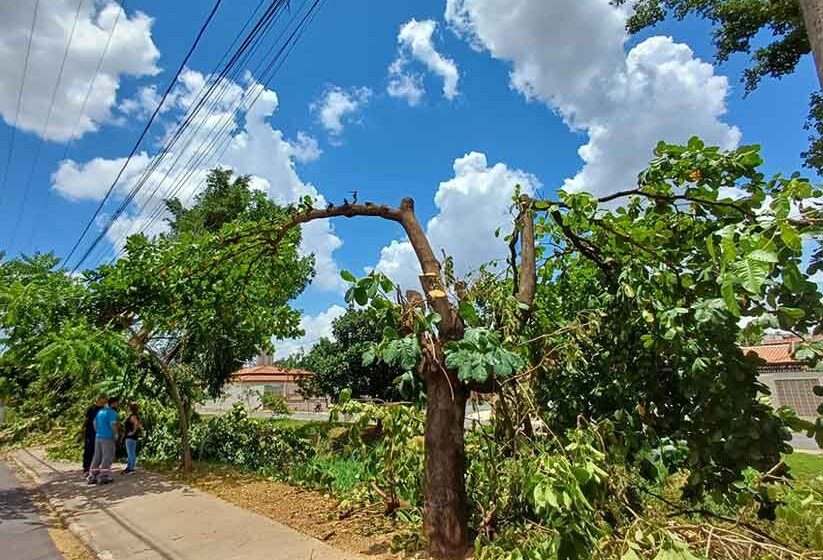 Moradores do Nosso Teto protestam contra poda “radical” em árvores