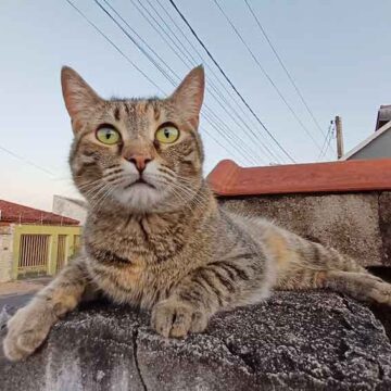 Projeto Ninski vende calendários para atender gatos abandonados