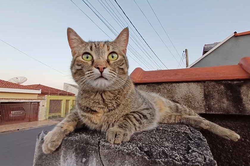 Projeto Ninski vende calendários para atender gatos abandonados