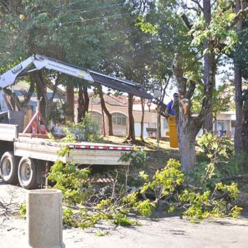 Poda drástica de árvores coloca em conflito moradores e servidores