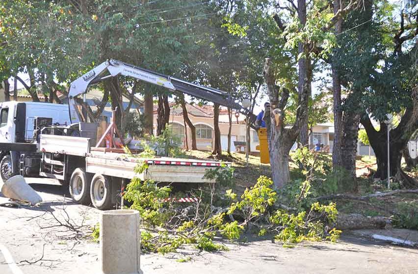 Poda drástica de árvores coloca em conflito moradores e servidores