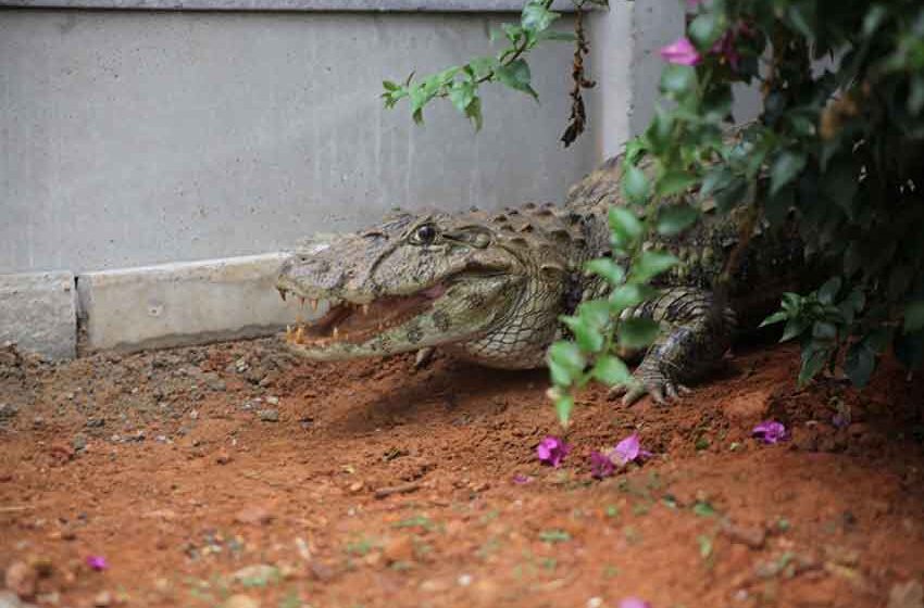 Jacaré de 2 metros é capturado em propriedade na região do Braz Cavenaghi