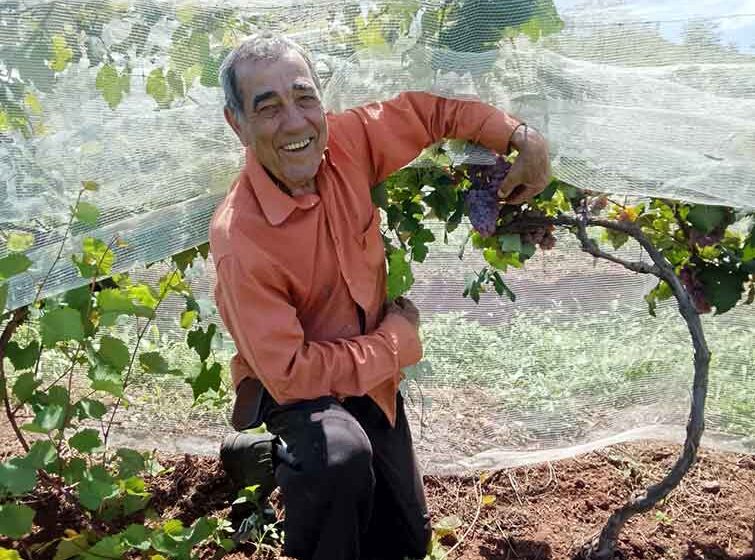 Itapira se destaca no plantio e venda de “uvas de mesa”